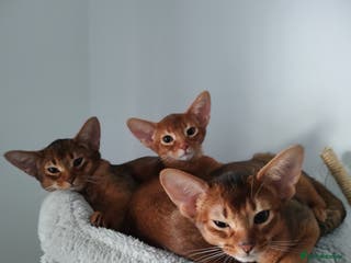 Abyssinian cats Beautiful Abyssinian Kittens 🐈 - Advert 7