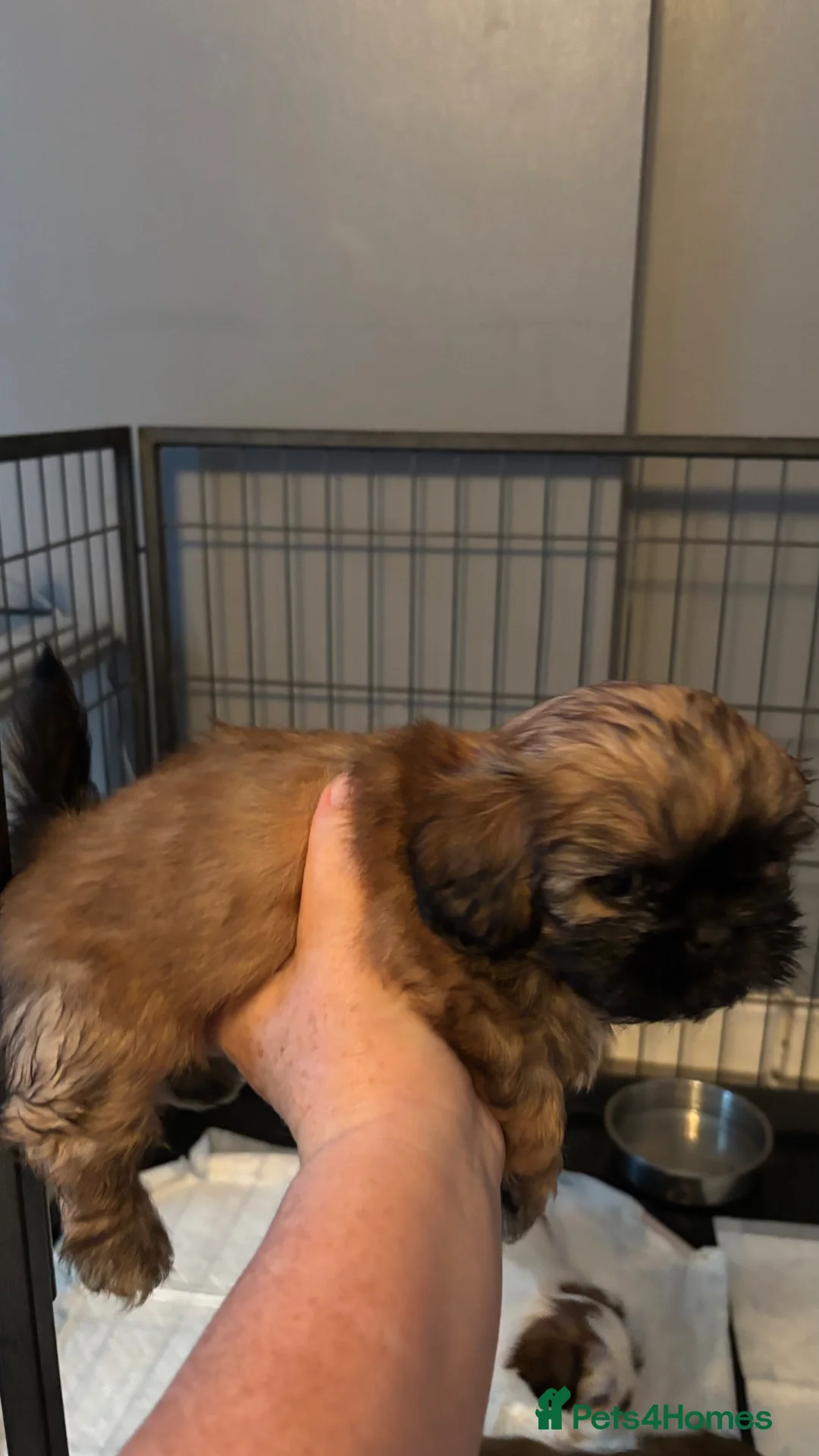 Shih Tzu dogs for stud: Shihtzu stud  - Advert 5