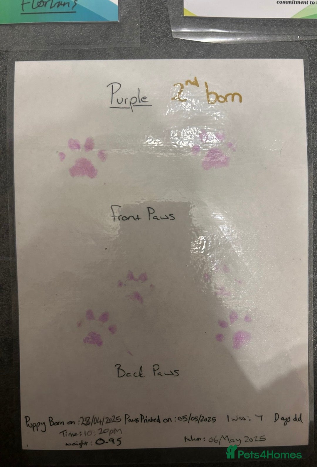 Mixed Breed dogs for sale: 8 month old male cane corso for new loving home - Advert 21