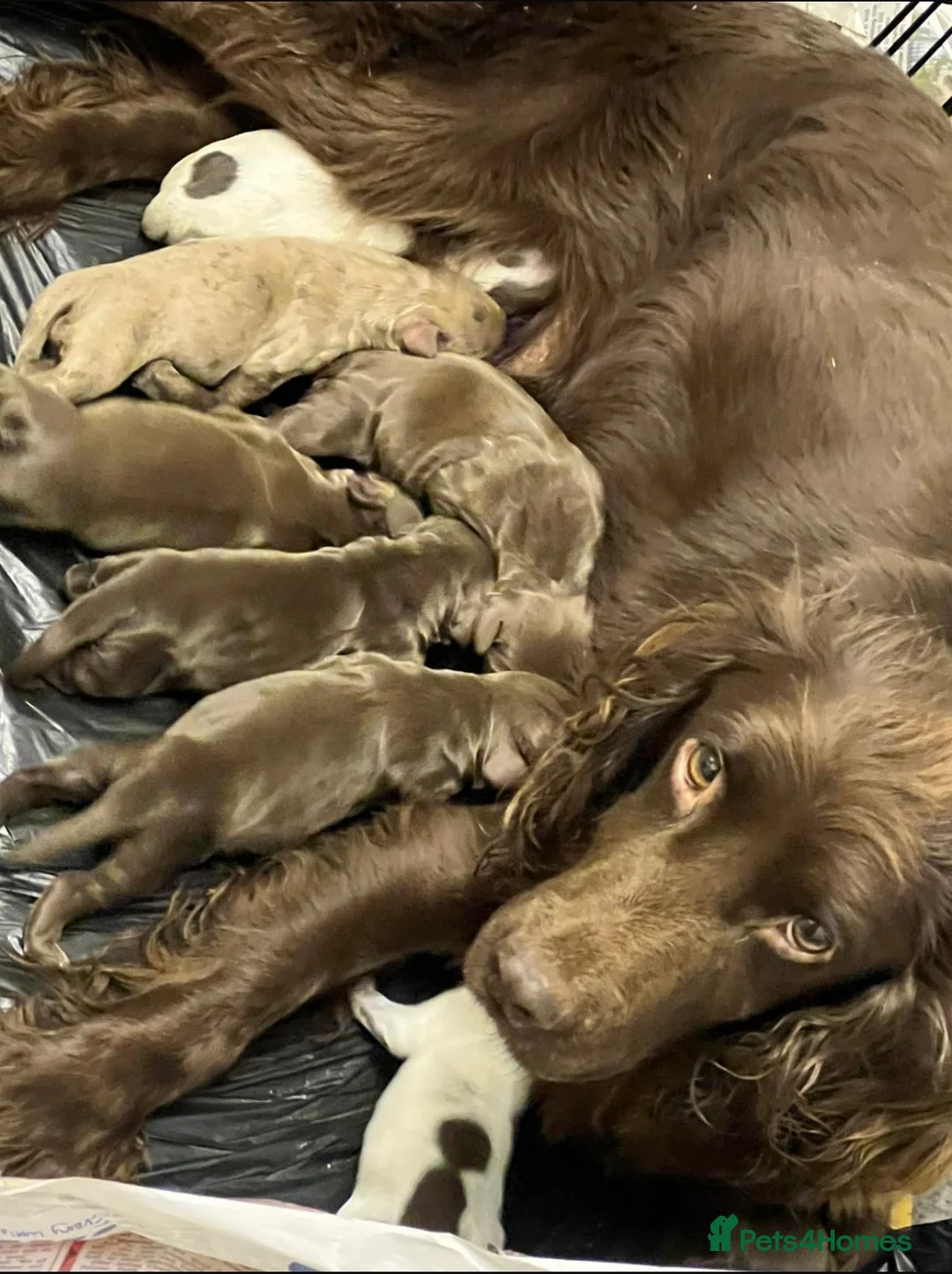 Cocker Spaniel dogs for sale: 🐾Chocolate Cocker Spaniel Puppies – Girls 🐾 - Advert 3