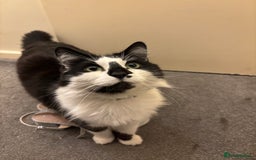 Domestic Shorthair cats for sale: Jesse - male 7 years old - Advert 2