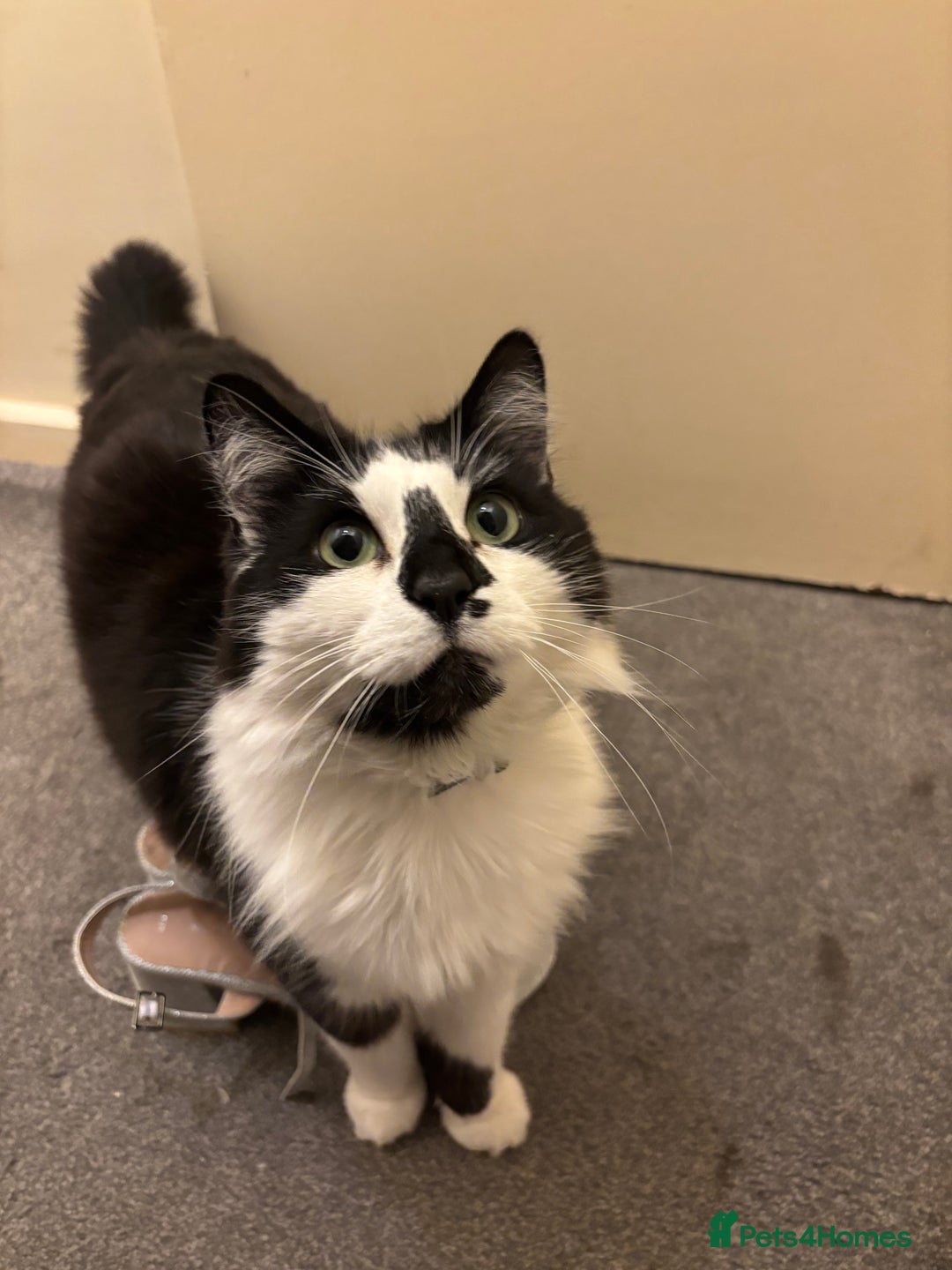 Domestic Shorthair cats for sale: Jesse - male 7 years old - Advert 2