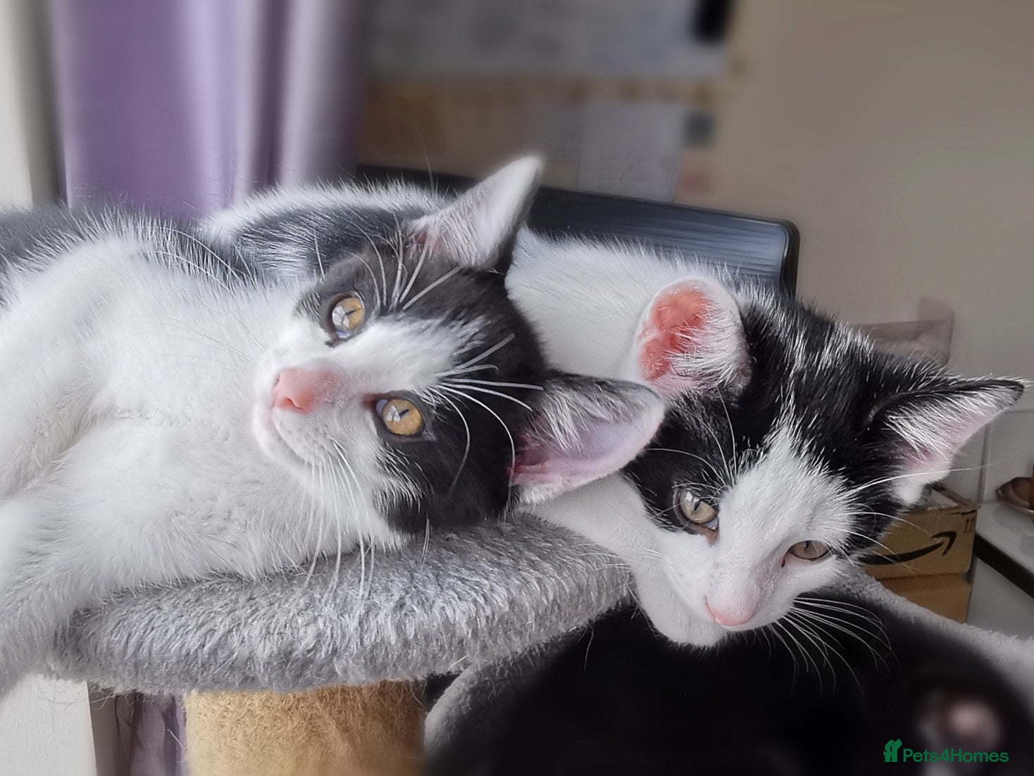 Mixed Breed cats Gorgeous, sweet natured & very playful kittens - Advert 2