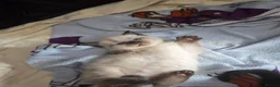 British Shorthair cats for sale: 9 gorgeous kittens - Advert 8