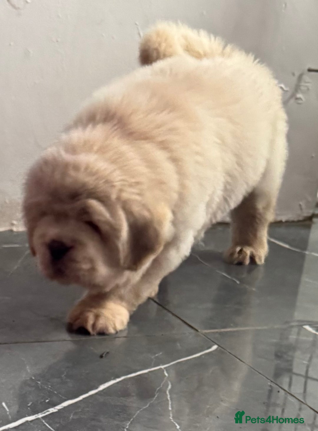 Tibetan Mastiff dogs for sale: Chinese Tibetan mastiff pups  - Image 14