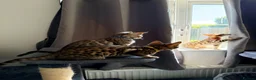 Bengal cats for sale: Stunning Bengal 3 Boys left - Advert 7