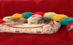 Chihuahua dogs for sale: Tiny apple head chihuahuas - Image 9