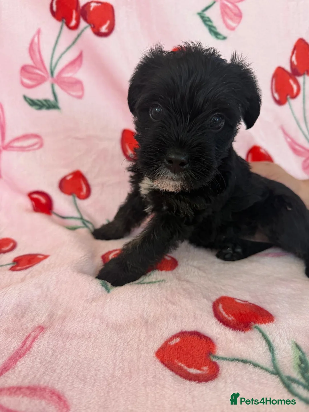 Mixed Breed dogs for sale: SHIH TZU × JACK RUSSELL PUPS— READY NEXT WEEK!  - Advert 2