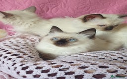 Ragdoll cats for sale: 💗Beautiful GCCF Registered Ragdoll Kittens. - Image 13