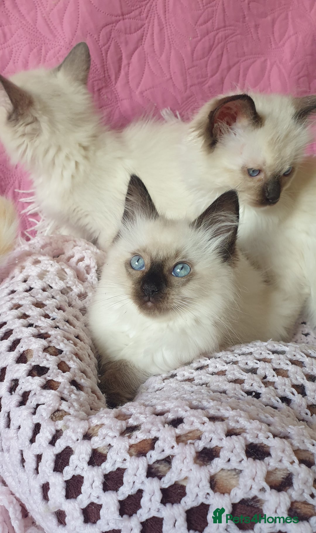 Ragdoll cats for sale: 💗Beautiful GCCF Registered Ragdoll Kittens. - Image 13