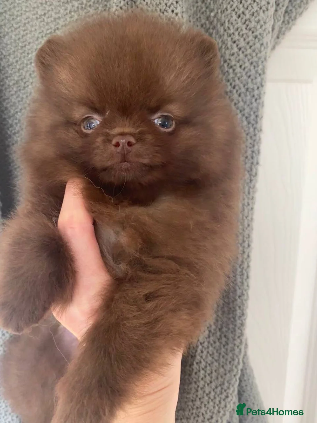 Pomeranian dogs for stud: STUD Chocolate and Tan Merle Blue Eyes Puppy Size in Guildford - Advert 27