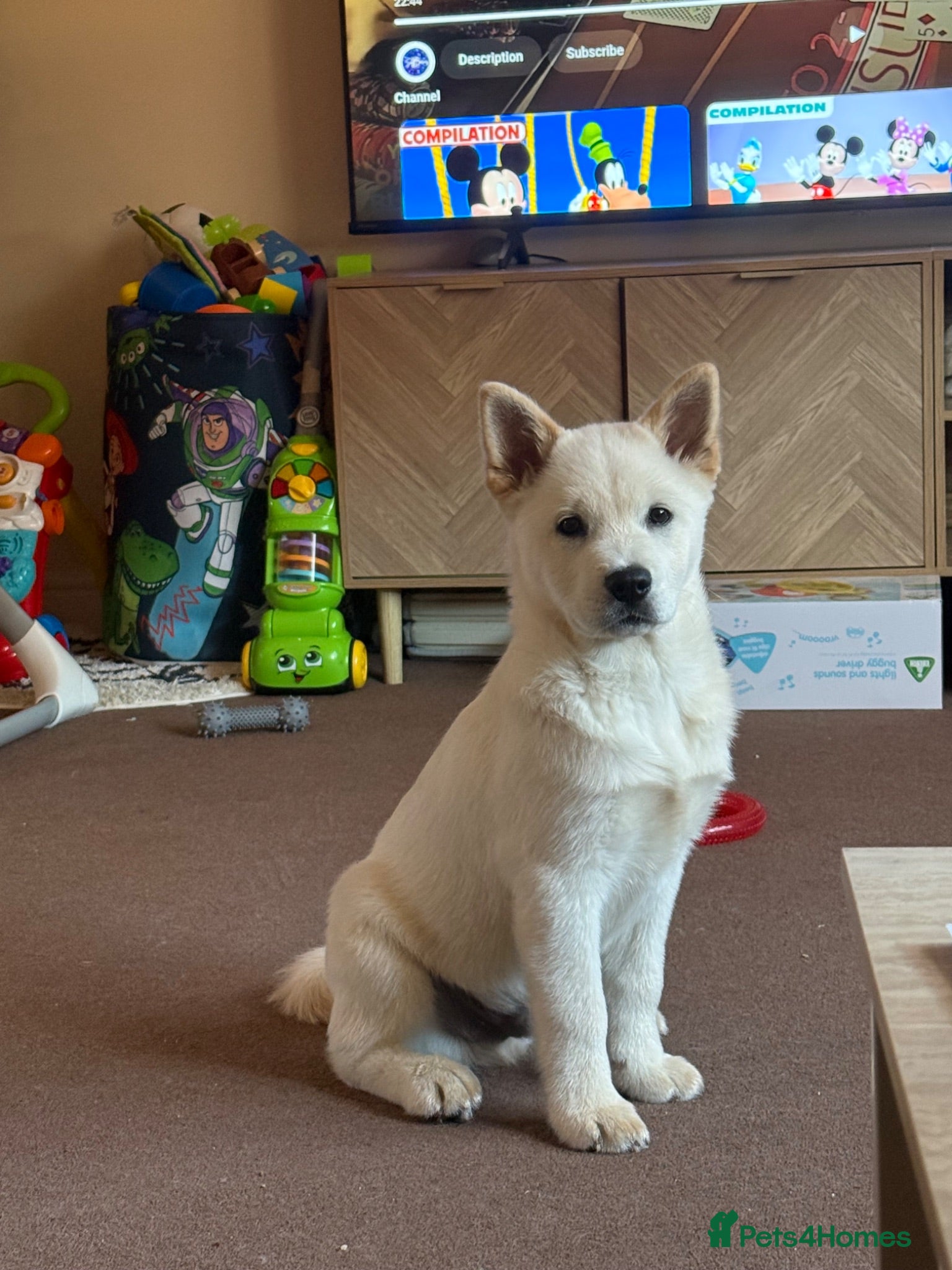 Mixed Breed dogs Rolo- Chowski pup  - Advert 1