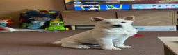 Mixed Breed dogs for sale: Rolo- Chowski pup  - Advert 1