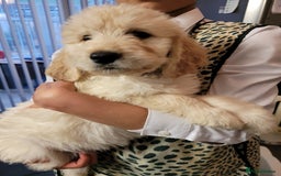 Goldendoodle dogs for sale: Goldendoodle puppies, F1 - Image 5