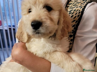 Goldendoodle dogs Goldendoodles F1, both parents hip scored - Advert 9