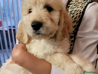 Goldendoodle dogs Goldendoodles F1, both parents hip scored - Advert 5