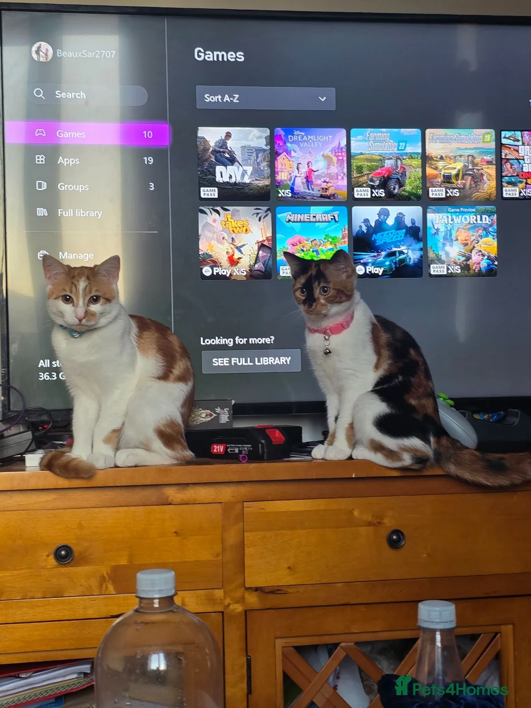 Mixed Breed cats for sale: Beautiful kittens! One boy left!  - Advert 2
