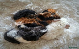 Guinea Pig rodents for sale: 3 male and 1 female baby guinea pigs  - Image 2