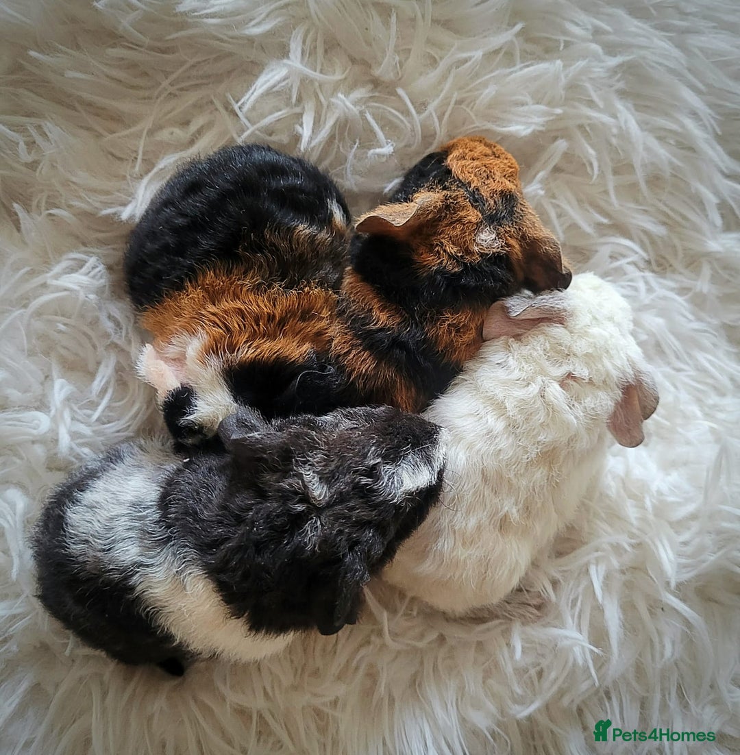 Guinea Pig rodents for sale: 3 male and 1 female baby guinea pigs  - Image 2
