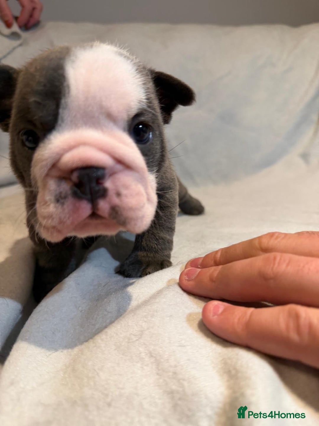 English Bulldog dogs for sale: Winnies babies - Image 7