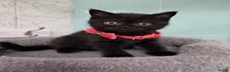 British Shorthair cats for sale: Beautiful British Shorthair Kittens for LovingHome - Advert 8