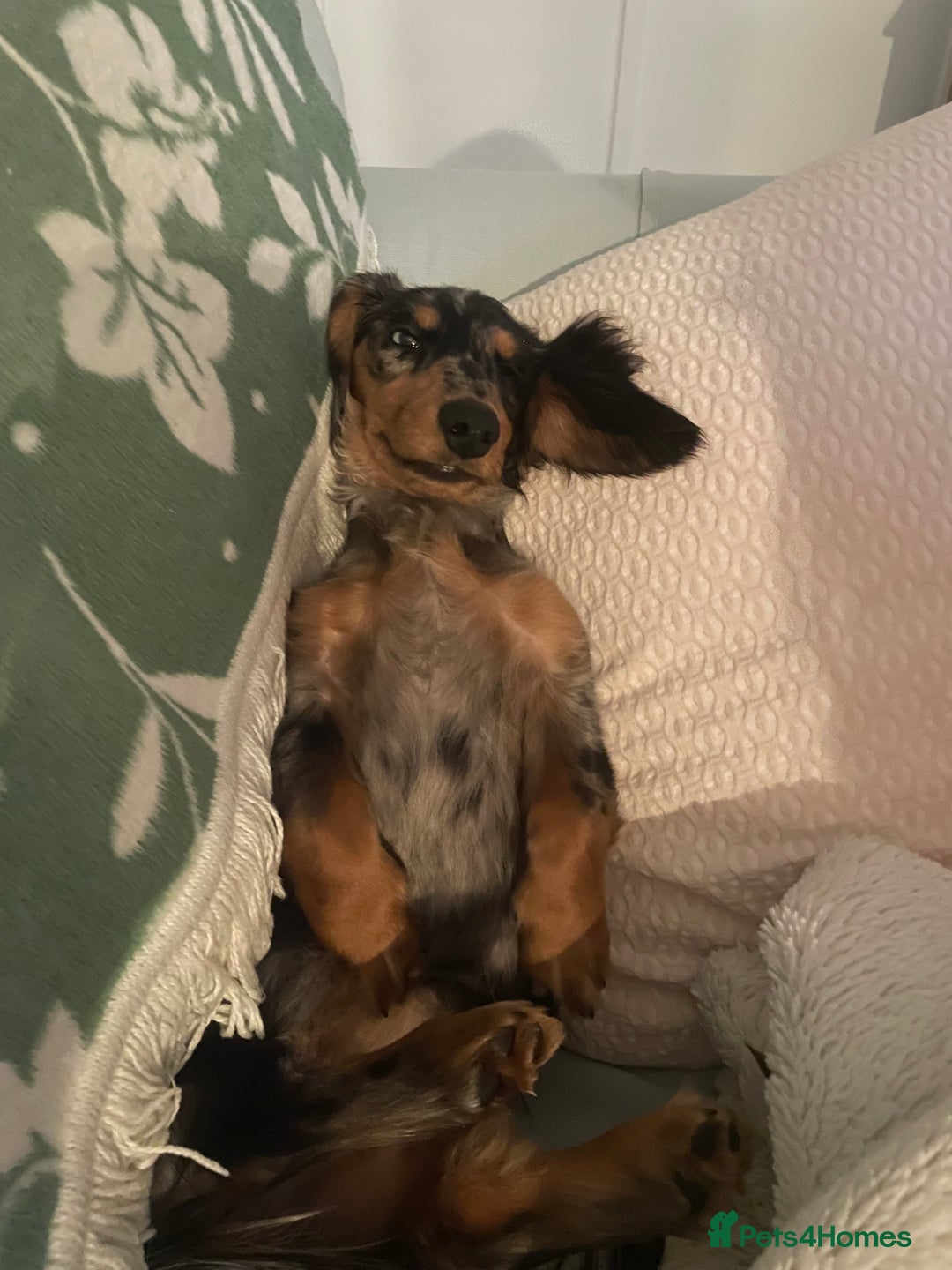 Miniature Dachshund dogs for sale: Longhaired Miniture dashund  - Advert 2