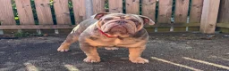 English Bulldog dogs for stud: DwKc registered platinum and tan Merle stud only  - Advert 1
