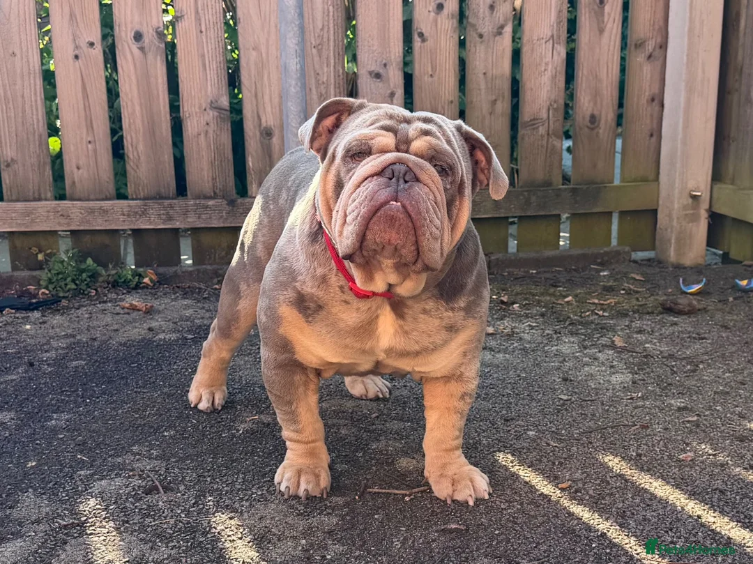 English Bulldog dogs for stud: DwKc registered platinum and tan Merle stud only  - Advert 1