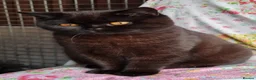 British Shorthair cats for sale: Stunning British Shorthair kittens - Advert 10