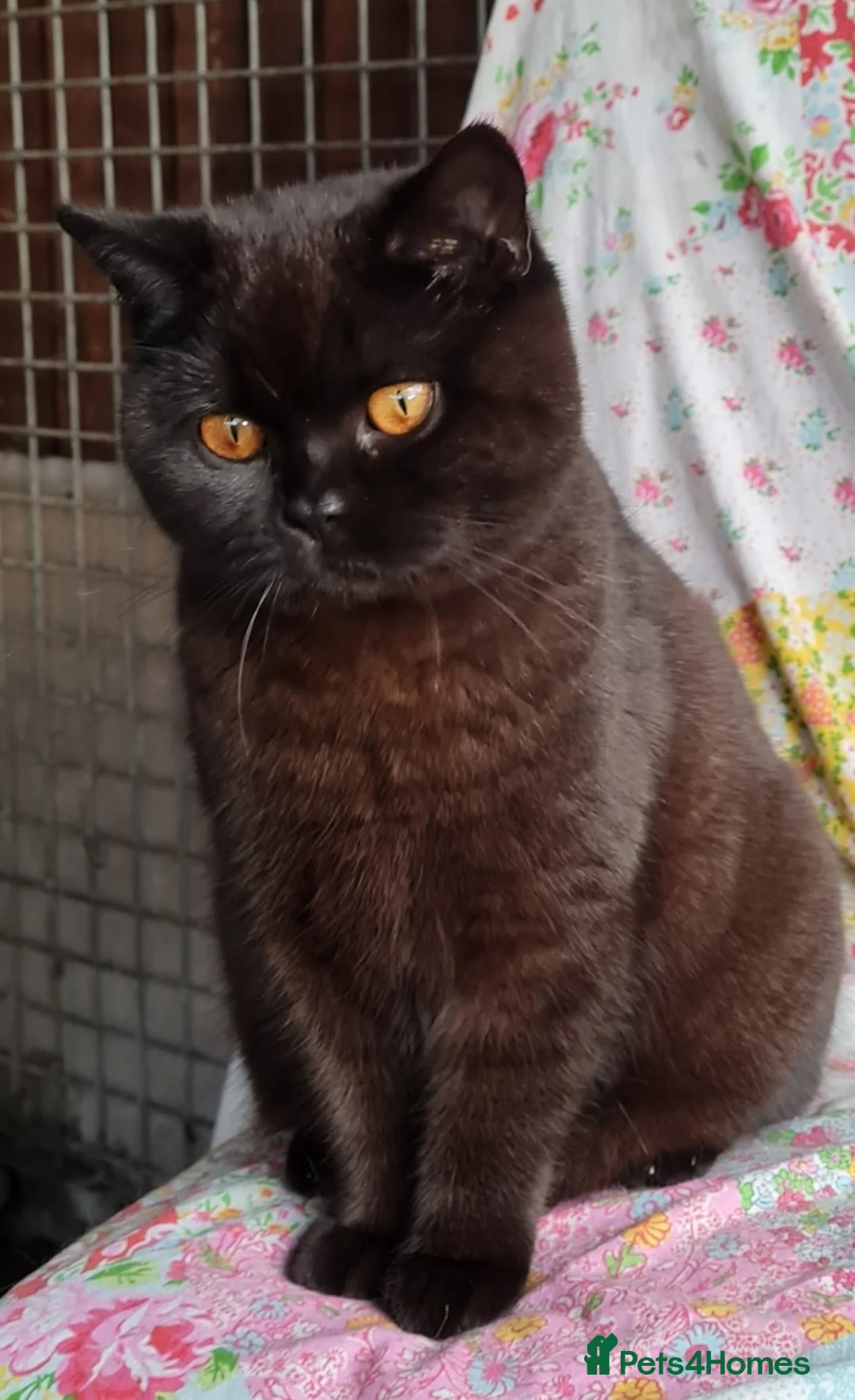 British Shorthair cats for sale: Stunning British Shorthair kittens - Advert 10