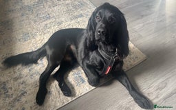 Cocker Spaniel dogs for stud: Proven Gorgeous cocker spaniel for stud  in Ayr - Image 5