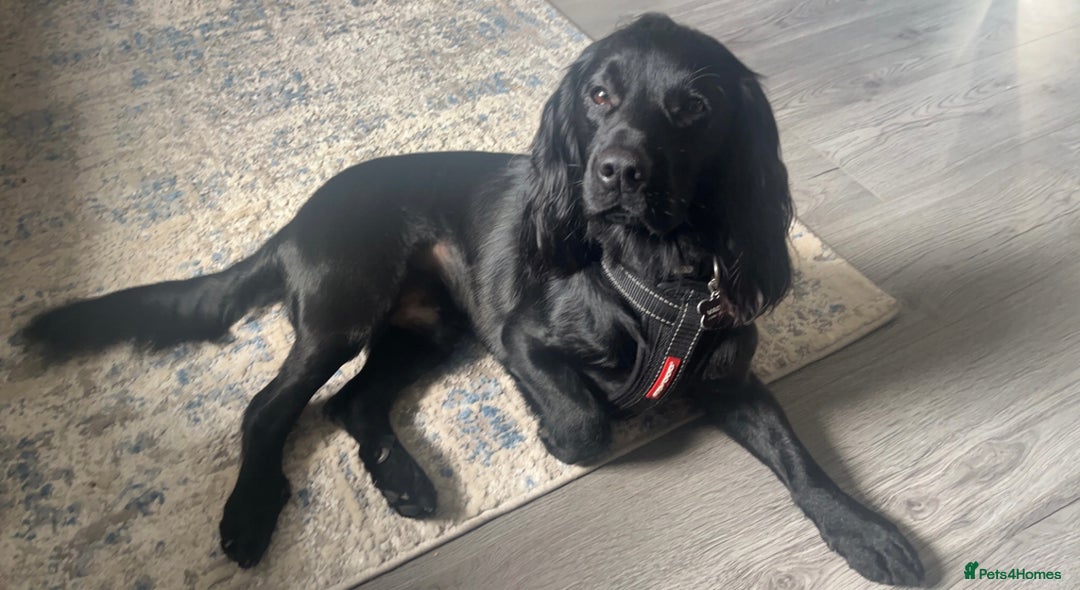 Cocker Spaniel dogs for stud: Proven Gorgeous cocker spaniel for stud  in Ayr - Image 5