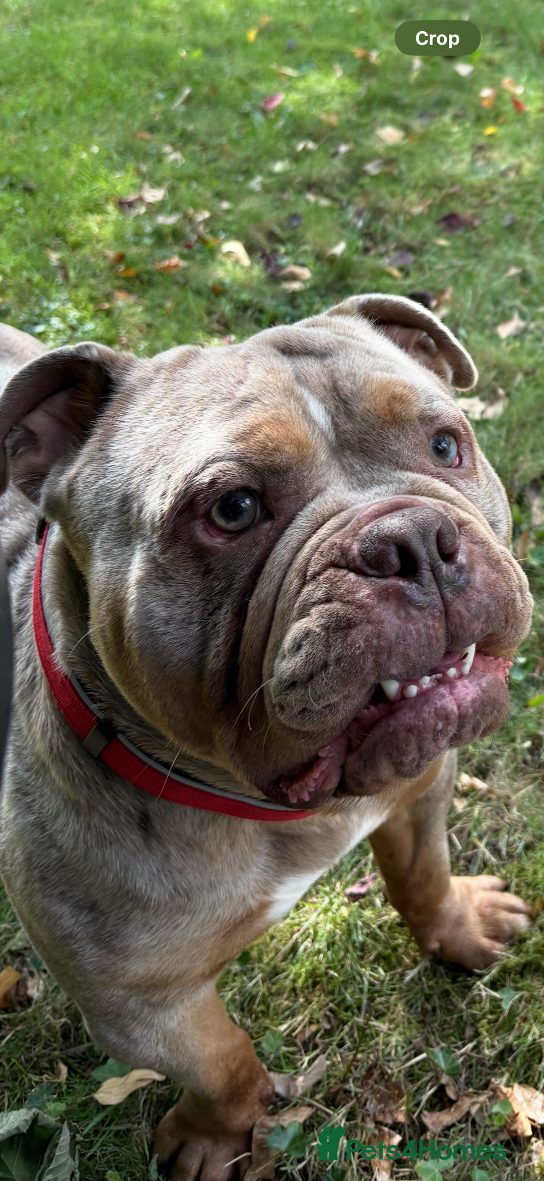 Olde English Bulldogge dogs for sale: Bruno - Advert 3