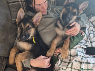 German Shepherd dogs KC German Shepherd pups LAST 2 BOYS! - Advert 5