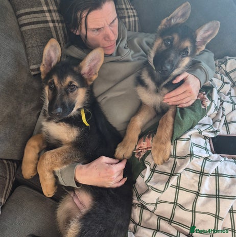 German Shepherd dogs KC German Shepherd pups LAST 2 BOYS! - Advert 3