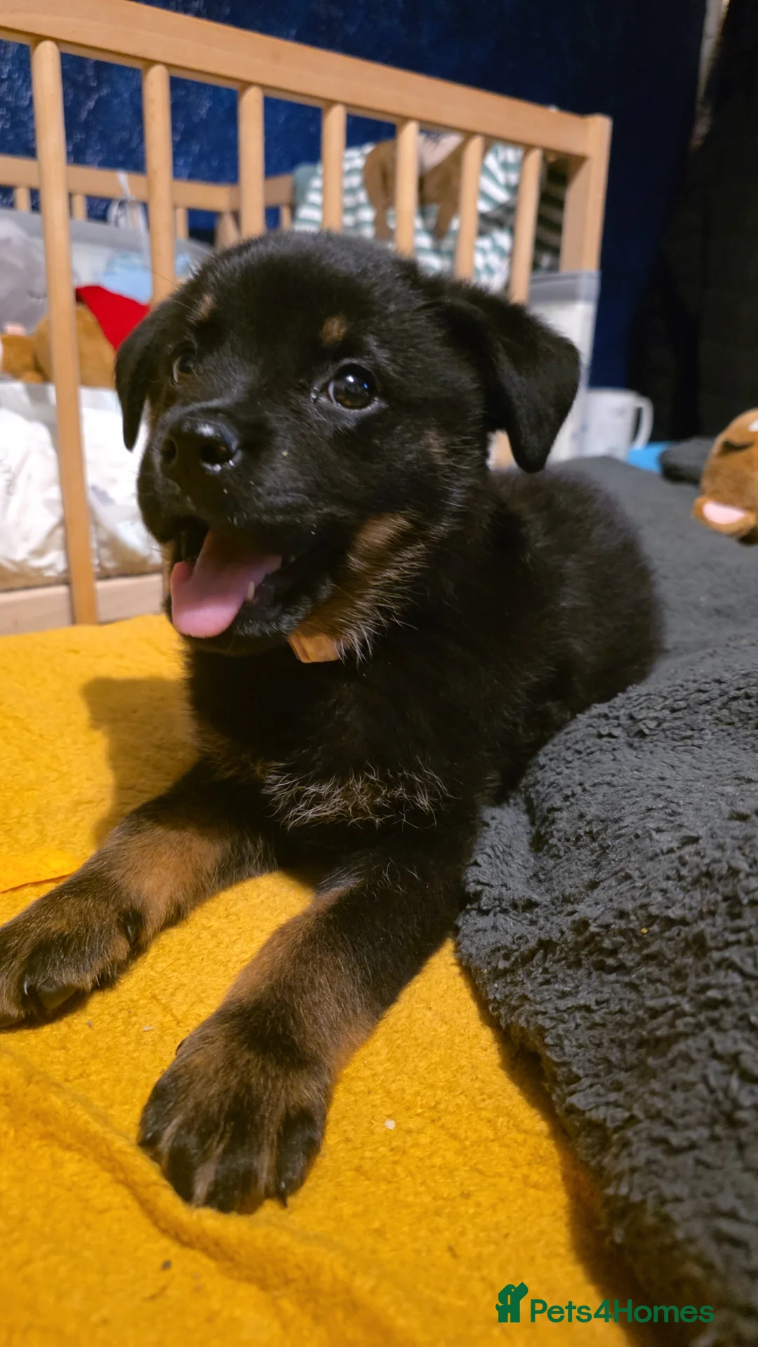 Mixed Breed dogs for sale: Beautiful pup looking for forever sofa  - Advert 7