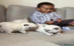 Ragdoll cats for sale: Exceptional Quality Ragdoll Kittens  - Image 10