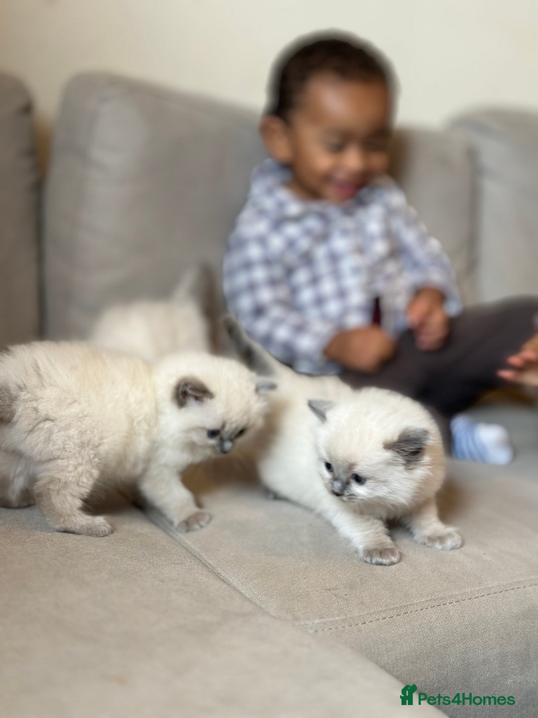 Ragdoll cats for sale: Exceptional Quality Ragdoll Kittens  - Image 10