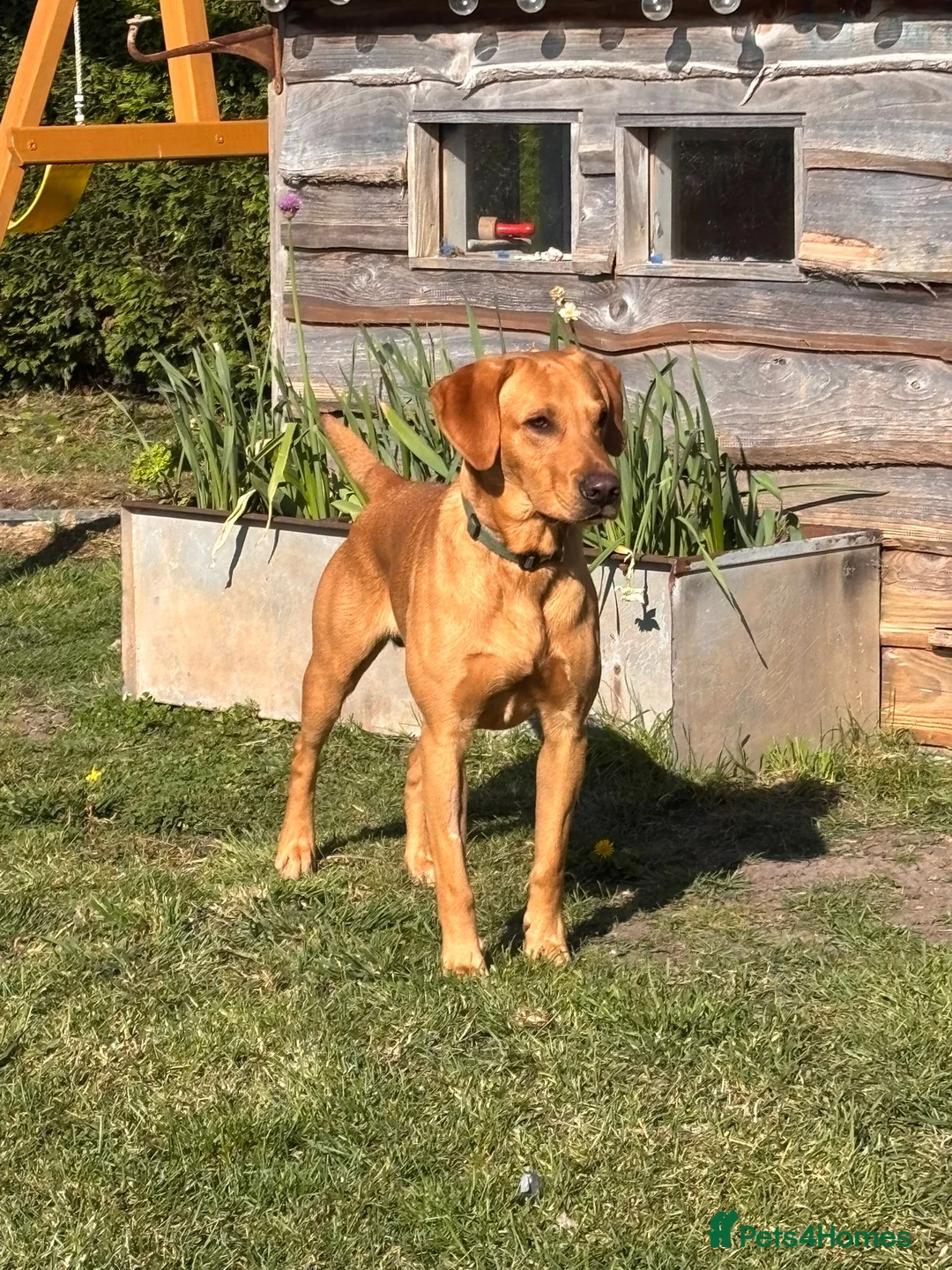 Labrador Retriever dogs for sale: Labrador puppies for sale - Advert 2