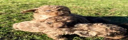 Miniature Poodle dogs for sale: Gorgeous Miniature Poodle Pups - Advert 15