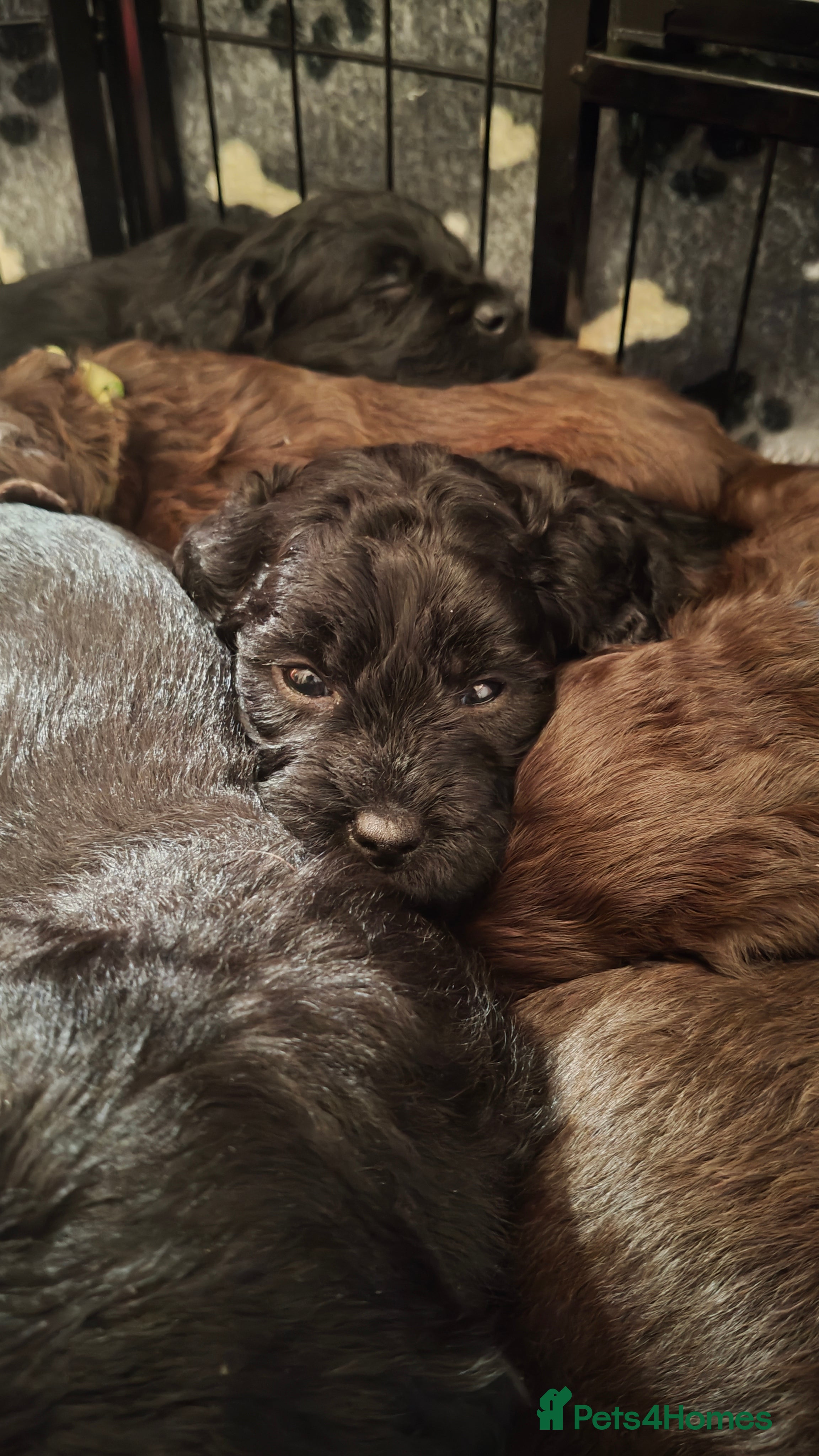 Mixed Breed dogs ✨DNA-Clear Australian Labradoodles✨ - Advert 6