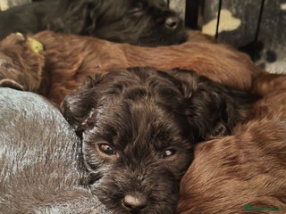 Mixed Breed dogs ✨DNA-Clear Australian Labradoodles✨ - Advert 6