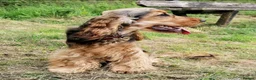 Cocker Spaniel dogs for sale: Outstanding show cocker spaniels - KC in Leicester - Advert 23