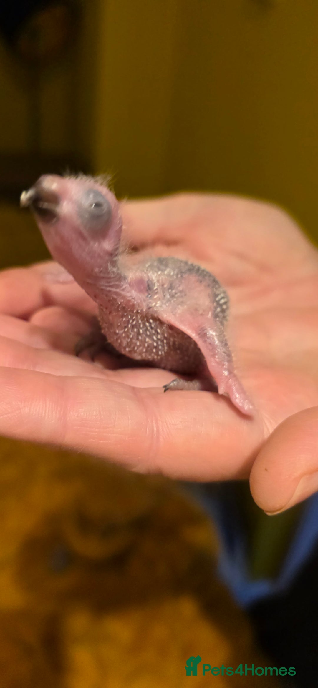 Lorikeets birds for sale: Rainbow Lorikeet Chicks (Trichoglossus moluccanus) - Advert 4