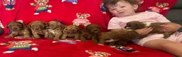 Cavapoo dogs for sale: 🐶 stunning F1B Cavapoos🐶 - Advert 16