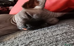 Sphynx cats for sale: Adult male sphynx - Image 4