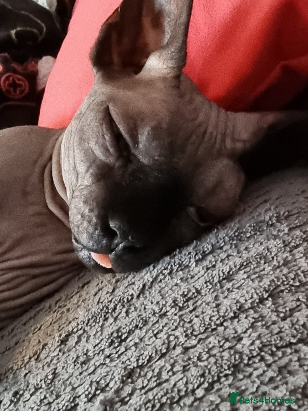 Sphynx cats for sale: Adult male sphynx - Image 4
