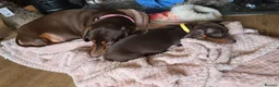 Miniature Dachshund dogs for sale: Beautiful chocolate and tan female  - Advert 2