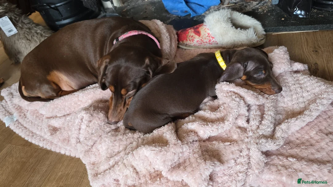 Miniature Dachshund dogs for sale: Beautiful chocolate and tan female  - Advert 2
