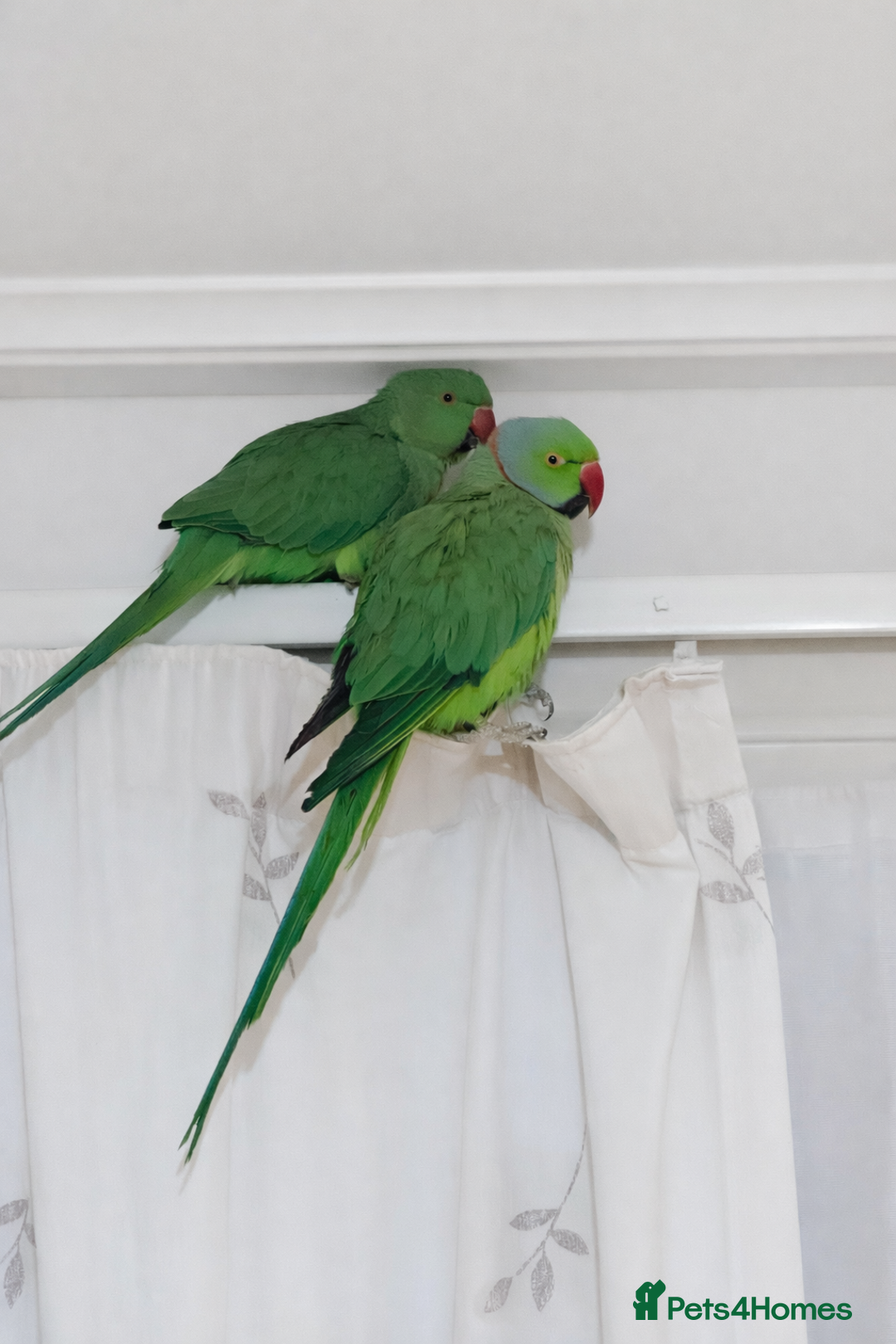 Ringnecks birds for sale: Breeding Pair For Sale  - Advert 1